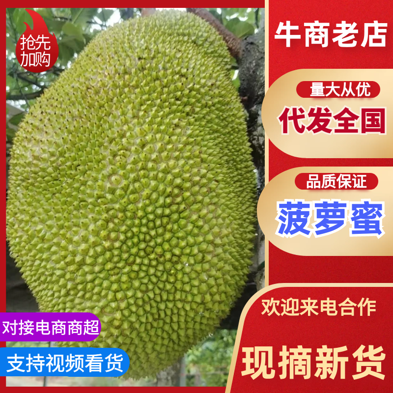 精品菠萝蜜大量上市产地装车量大从优诚信经营致电联系