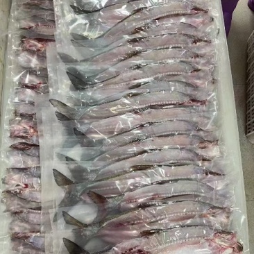 翘嘴白大白刁