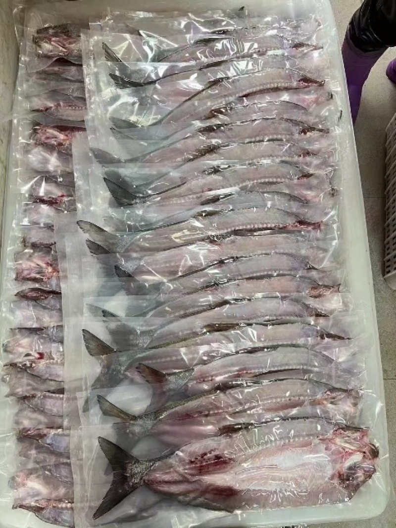 翘嘴白大白刁