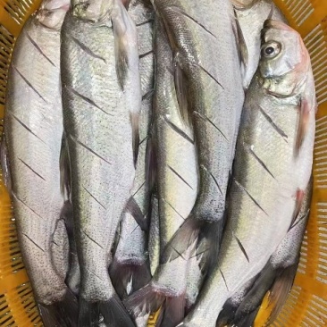 翘嘴白