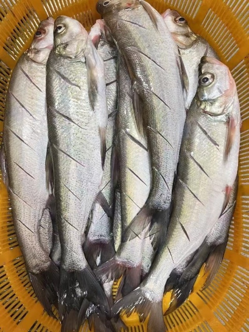 翘嘴白