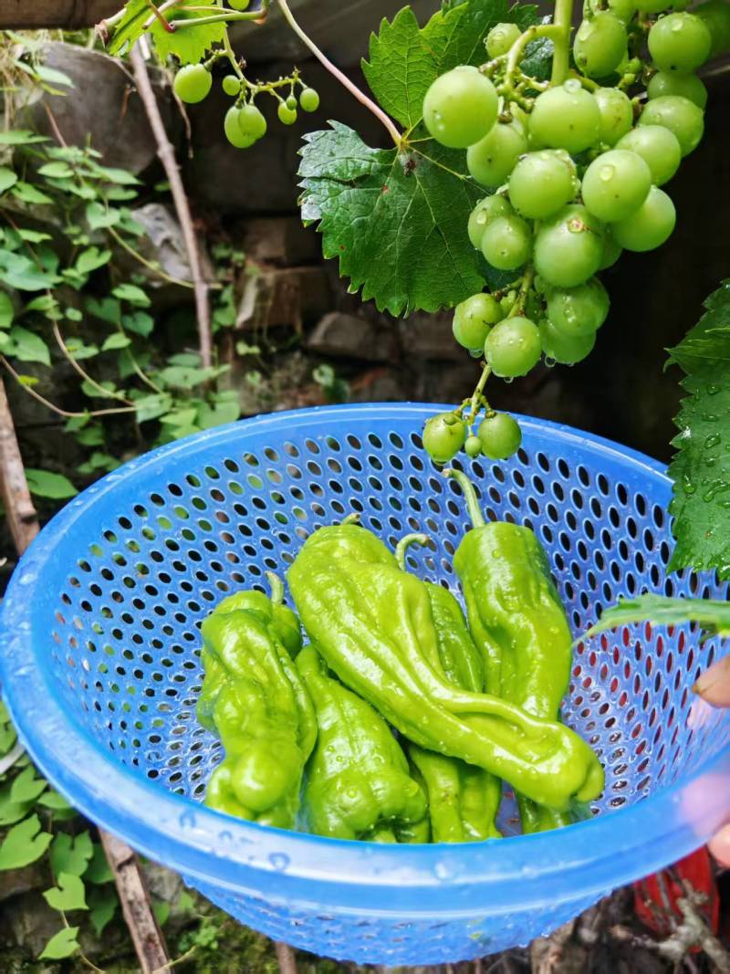 湖北高山芜湖椒辣椒保质保量供货价格美丽欢迎来电洽谈