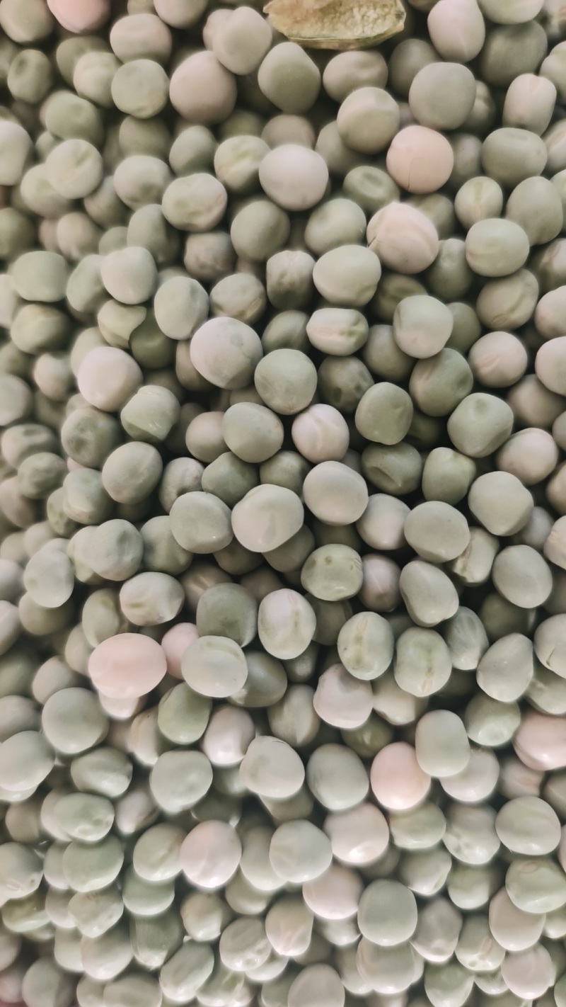 精品绿豌豆干豆大量供应，品质保证，可视频看货