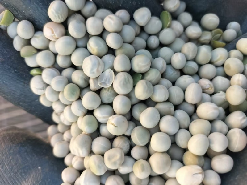 精品绿豌豆干豆大量供应，品质保证，可视频看货