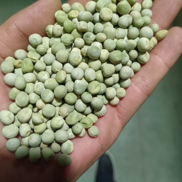 精品绿豌豆干豆大量供应，品质保证，可视频看货