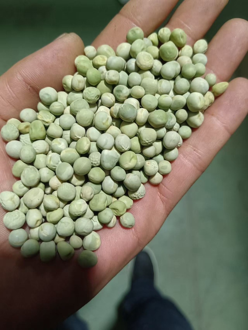 精品绿豌豆干豆大量供应，品质保证，可视频看货