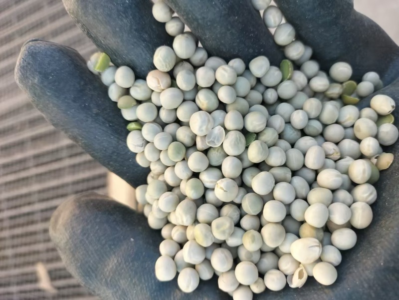 精品绿豌豆干豆大量供应，品质保证，可视频看货