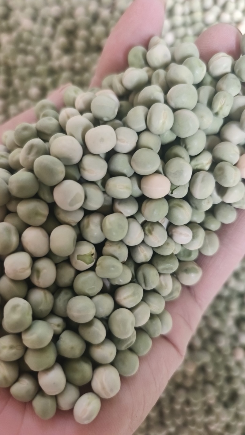 精品绿豌豆干豆大量供应，品质保证，可视频看货
