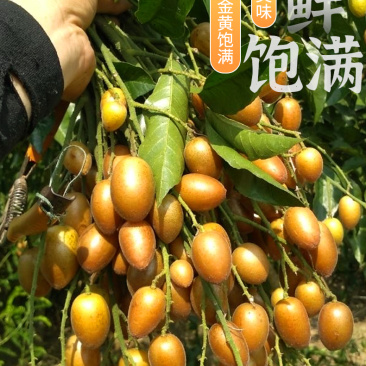 2025广东鸡心黄皮鲜果电商一件代发奶茶店进货商超批发