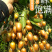 2025广东鸡心黄皮鲜果电商一件代发奶茶店进货商超批发