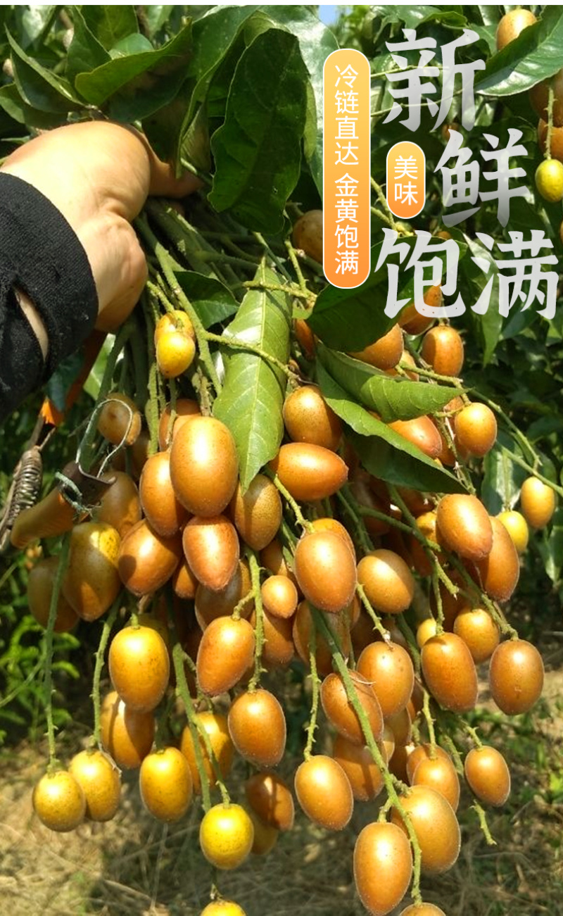 2025广东鸡心黄皮鲜果电商一件代发奶茶店进货商超批发