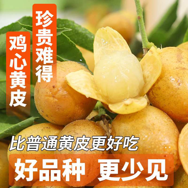 2025广东鸡心黄皮鲜果电商一件代发奶茶店进货商超批发