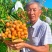 2025广东鸡心黄皮鲜果电商一件代发奶茶店进货商超批发