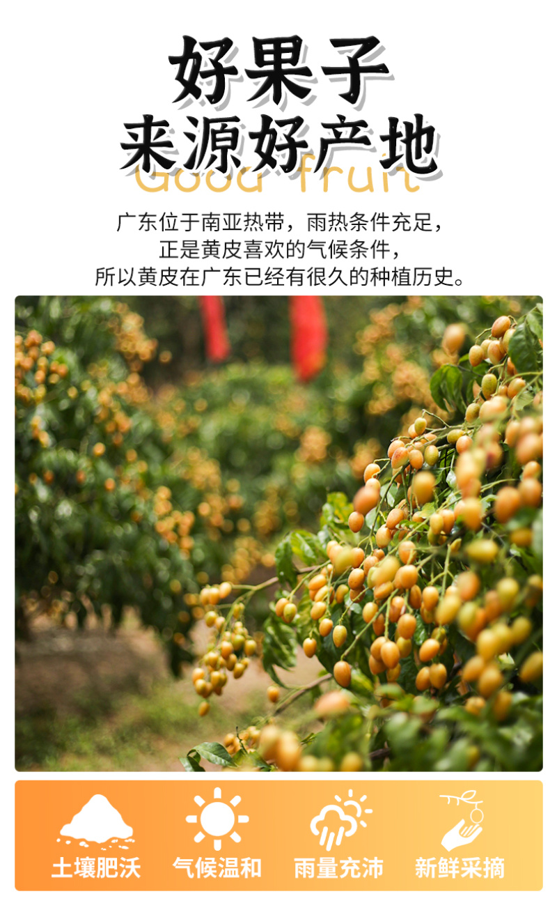 2025广东无核黄皮果鲜果电商一件代发奶茶店进货商超批发