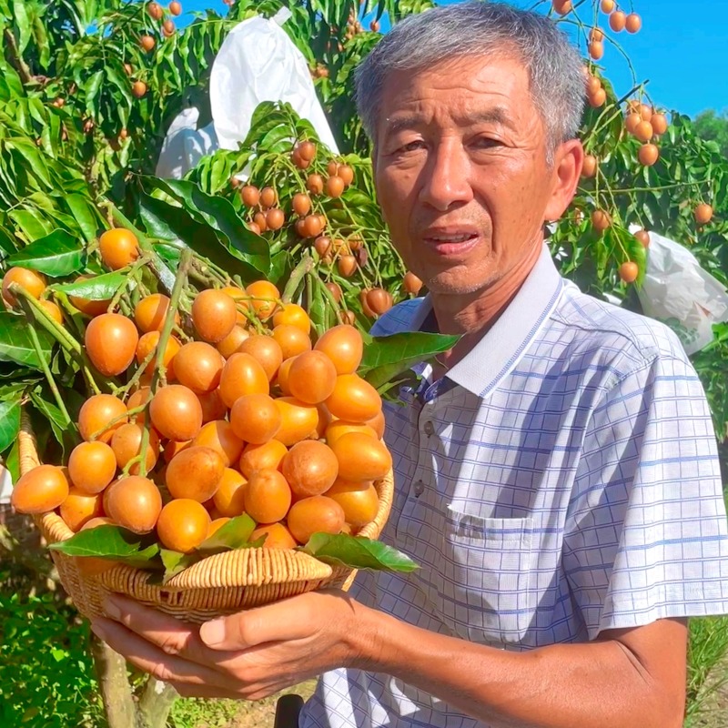 2025广东无核黄皮果鲜果电商一件代发奶茶店进货商超批发