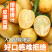 2025广东无核黄皮果鲜果电商一件代发奶茶店进货商超批发