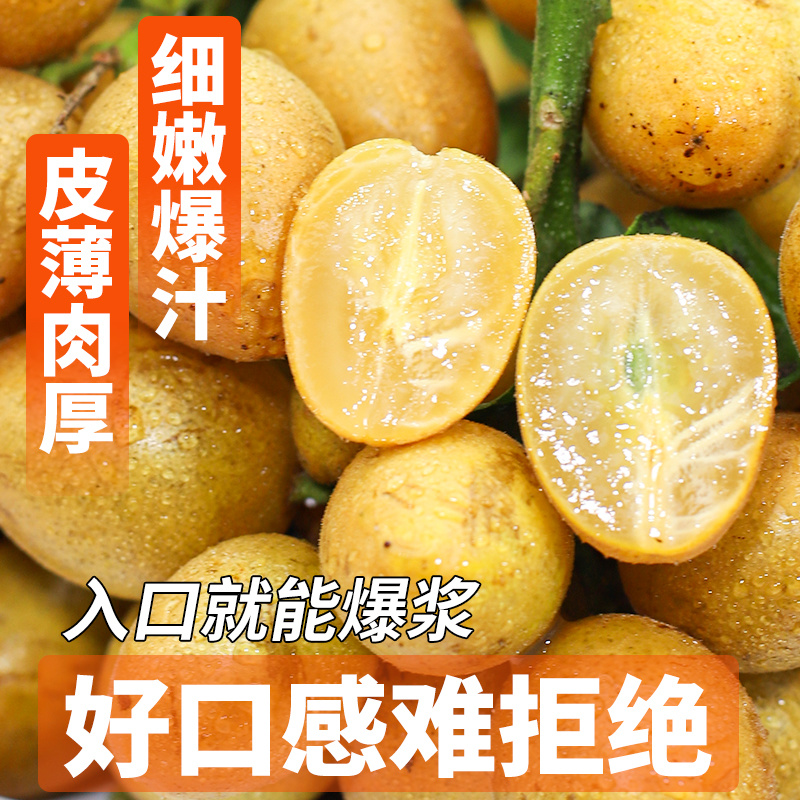 2025广东无核黄皮果鲜果电商一件代发奶茶店进货商超批发