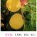 黄玫瑰7月中旬成熟粘核香甜果大品质优挂树期长