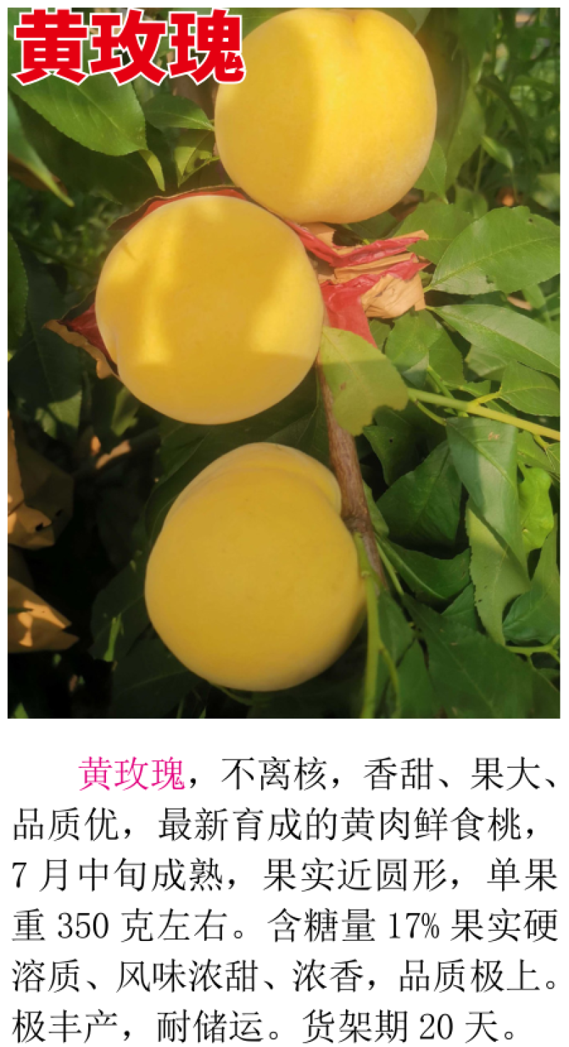 黄玫瑰7月中旬成熟粘核香甜果大品质优挂树期长