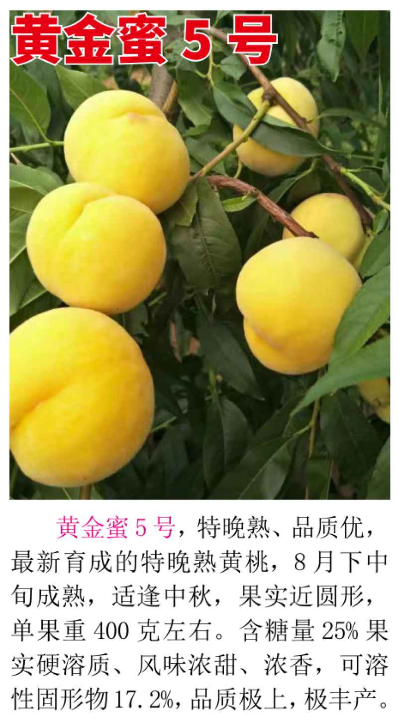 黄金蜜5号8月下中旬成熟大果型含糖高风味浓甜挂树
