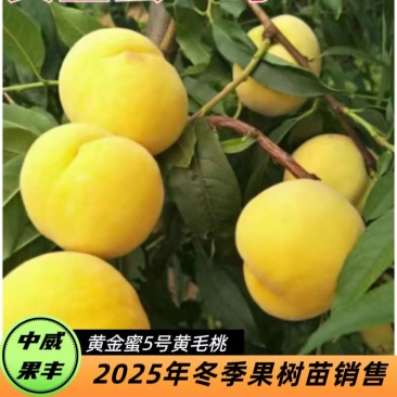 黄金蜜5号8月下中旬成熟大果型含糖高风味浓甜挂树