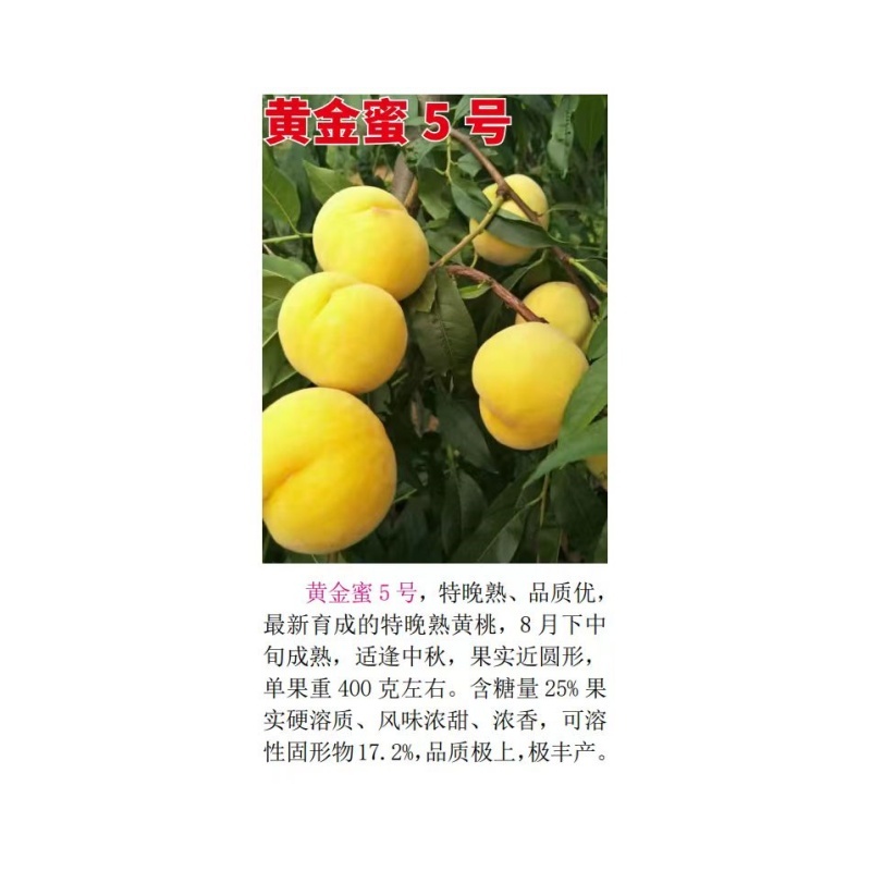 黄金蜜5号8月下中旬成熟大果型含糖高风味浓甜挂树