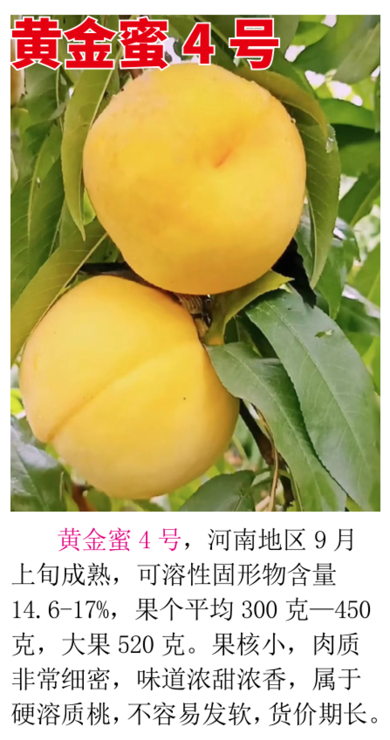 黄金蜜4号9月上旬成熟挂树期长大果型果核小肉质细密