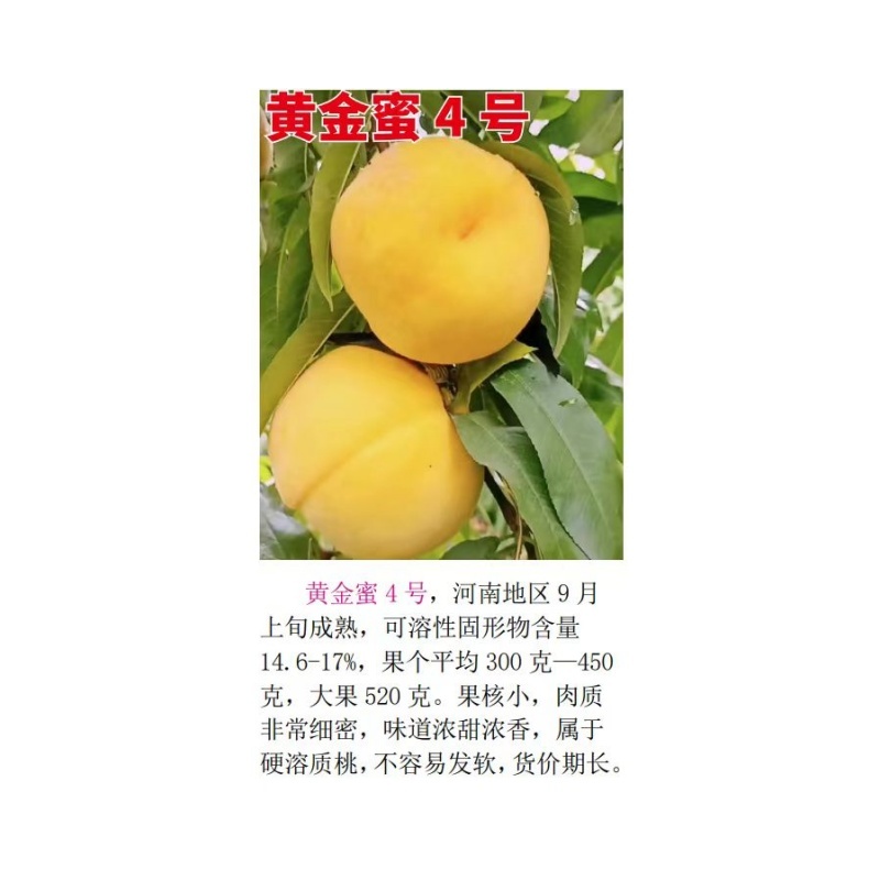 黄金蜜4号9月上旬成熟挂树期长大果型果核小肉质细密