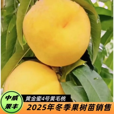 黄金蜜4号9月上旬成熟挂树期长大果型果核小肉质细密