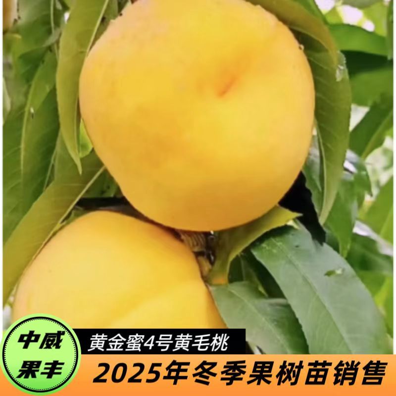 黄金蜜4号9月上旬成熟挂树期长大果型果核小肉质细密