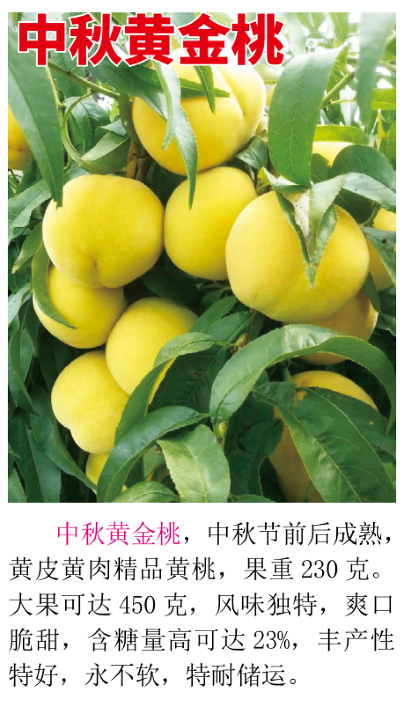 中秋黄金桃8月中下旬成熟挂树期长黄皮黄肉爽口脆甜含