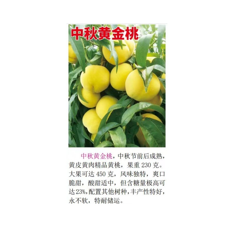 中秋黄金桃8月中下旬成熟挂树期长黄皮黄肉爽口脆甜含