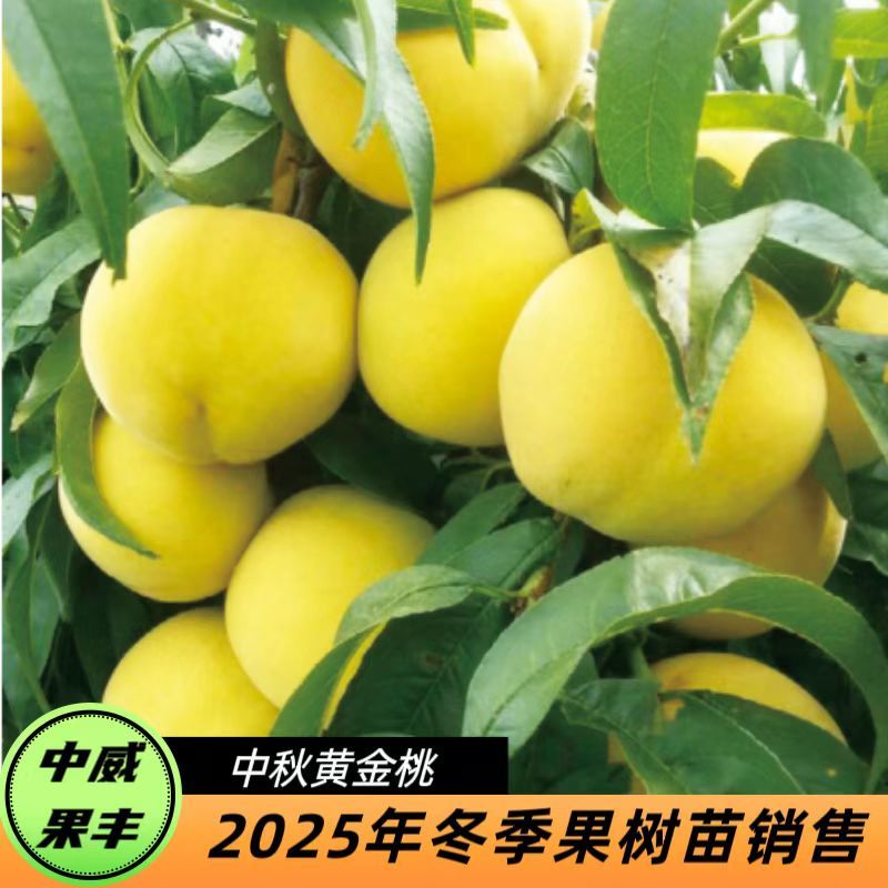 中秋黄金桃8月中下旬成熟挂树期长黄皮黄肉爽口脆甜含