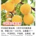 中秋国庆黄金黄9月上中旬成熟平顶带凹不裂果没果绣自