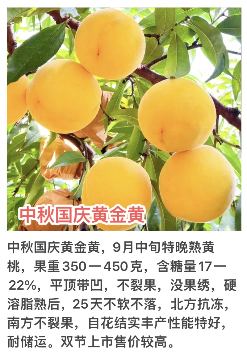 中秋国庆黄金黄9月上中旬成熟平顶带凹不裂果没果绣自