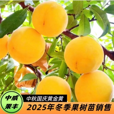 中秋国庆黄金黄9月上中旬成熟平顶带凹不裂果没果绣自