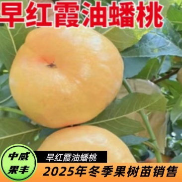 中威早红霞特早熟黄肉油蟠桃6月初成熟不裂果不炸核