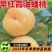 中威早红霞特早熟黄肉油蟠桃6月初成熟不裂果不炸核
