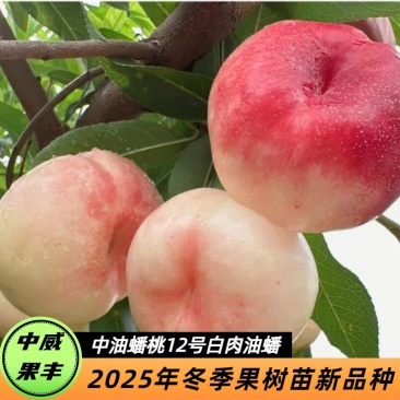 中油蟠桃12号白肉油蟠桃6月上旬成熟风味脆甜后期