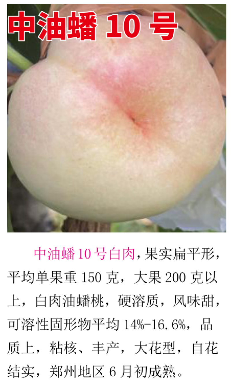 中威果丰中油蟠10号6月初成熟挂树期长风味甜粘核丰
