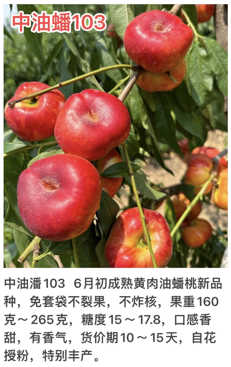 油蟠103号6月初免套袋不裂果不炸核香甜有香气