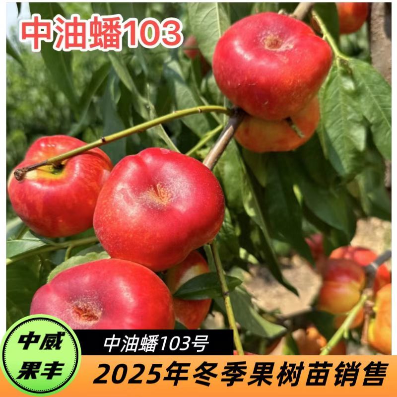 油蟠103号6月初免套袋不裂果不炸核香甜有香气