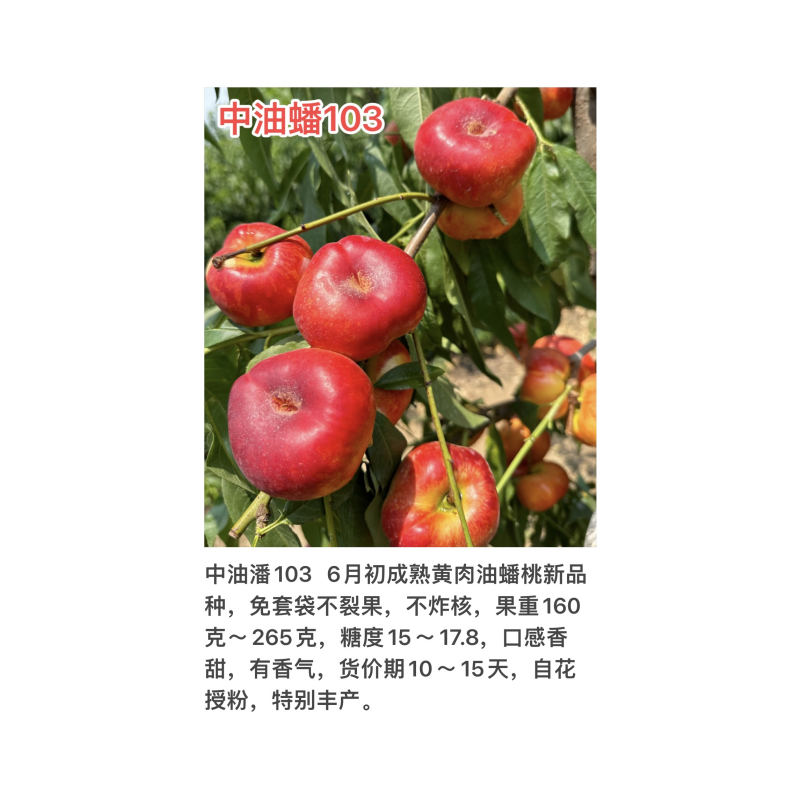 油蟠103号6月初免套袋不裂果不炸核香甜有香气