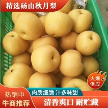 秋月梨，批发梨，对接各大市场，欢迎咨询，量大可议价