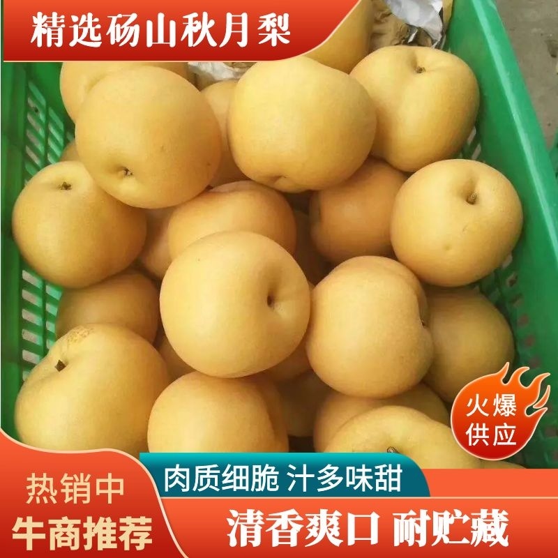 秋月梨，批发梨，对接各大市场，欢迎咨询，量大可议价