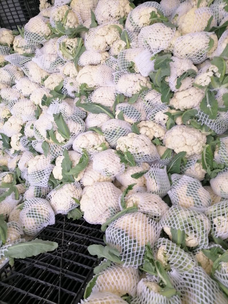 花菜，对接批发市场，档口，价格可谈，质量保证，诚信经营