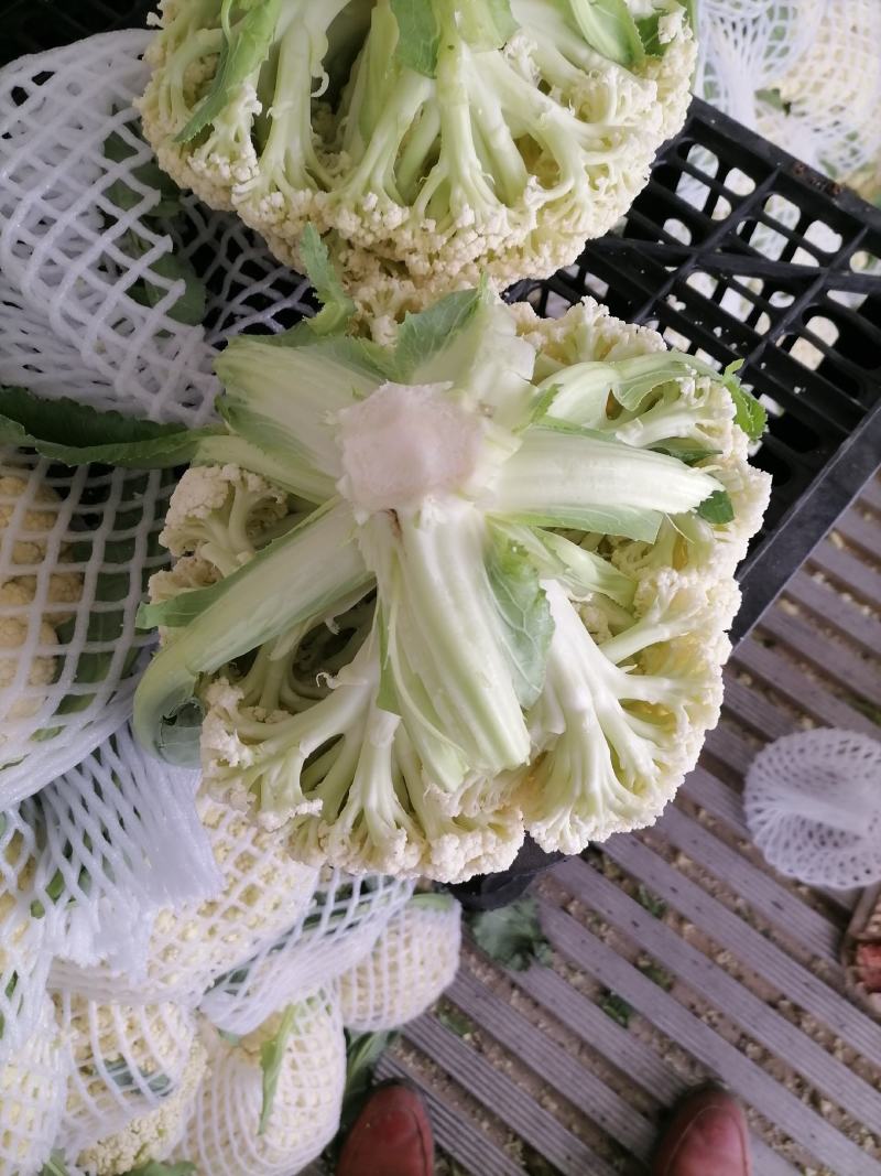 花菜，对接批发市场，档口，价格可谈，质量保证，诚信经营