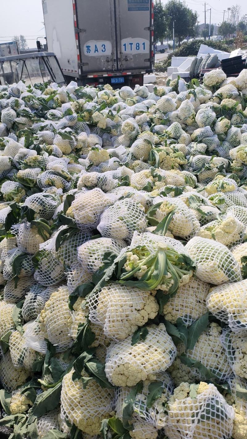 花菜，对接批发市场，档口，价格可谈，质量保证，诚信经营