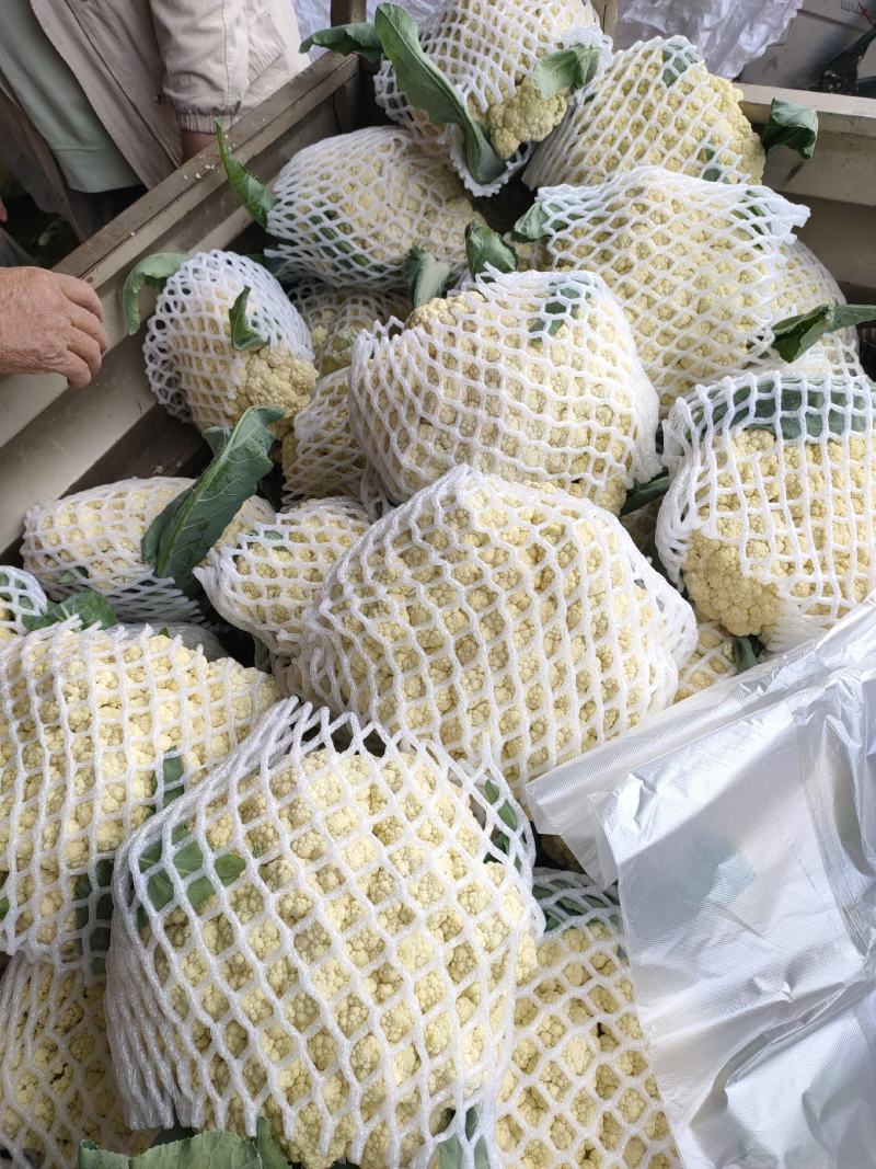 花菜，对接批发市场，档口，价格可谈，质量保证，诚信经营