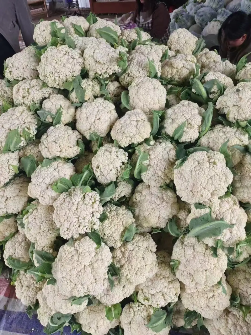 花菜，对接批发市场，档口，价格可谈，质量保证，诚信经营